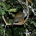 monkey_squirrel_common_la_h_1444_ecu3634.jpg